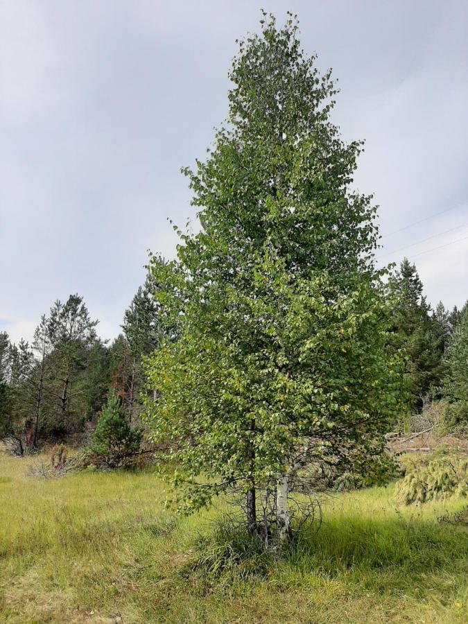 Vikendica Borje Villa Žabljak Eksteriør billede